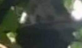 秃崽吃瓜视频爆料大全,揭秘娱乐圈幕后真相